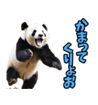 山梨弁☆パンダ（個別スタンプ：28）