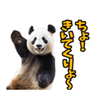 山梨弁☆パンダ（個別スタンプ：31）