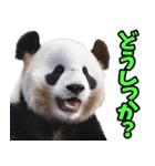 山梨弁☆パンダ（個別スタンプ：38）