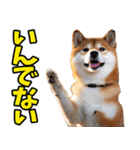 北海道弁☆柴犬（個別スタンプ：2）