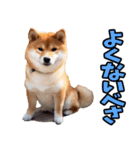 北海道弁☆柴犬（個別スタンプ：3）