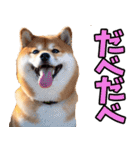 北海道弁☆柴犬（個別スタンプ：4）