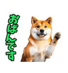 北海道弁☆柴犬（個別スタンプ：5）