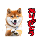 北海道弁☆柴犬（個別スタンプ：6）