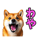 北海道弁☆柴犬（個別スタンプ：7）