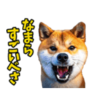 北海道弁☆柴犬（個別スタンプ：8）