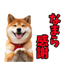 北海道弁☆柴犬（個別スタンプ：9）