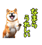 北海道弁☆柴犬（個別スタンプ：10）