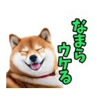 北海道弁☆柴犬（個別スタンプ：11）