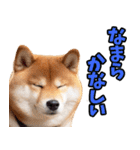 北海道弁☆柴犬（個別スタンプ：12）