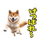 北海道弁☆柴犬（個別スタンプ：13）