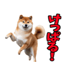 北海道弁☆柴犬（個別スタンプ：14）