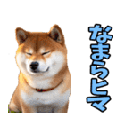 北海道弁☆柴犬（個別スタンプ：18）