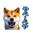 北海道弁☆柴犬（個別スタンプ：19）