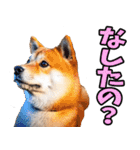 北海道弁☆柴犬（個別スタンプ：20）