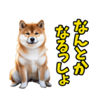 北海道弁☆柴犬（個別スタンプ：21）
