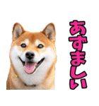 北海道弁☆柴犬（個別スタンプ：23）