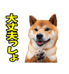 北海道弁☆柴犬（個別スタンプ：24）