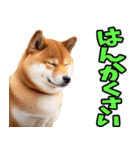 北海道弁☆柴犬（個別スタンプ：25）