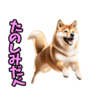 北海道弁☆柴犬（個別スタンプ：27）