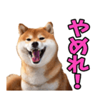 北海道弁☆柴犬（個別スタンプ：29）