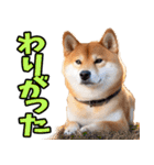 北海道弁☆柴犬（個別スタンプ：30）