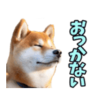 北海道弁☆柴犬（個別スタンプ：31）