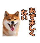 北海道弁☆柴犬（個別スタンプ：32）