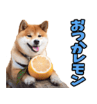 北海道弁☆柴犬（個別スタンプ：33）