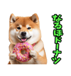 北海道弁☆柴犬（個別スタンプ：35）
