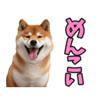 北海道弁☆柴犬（個別スタンプ：37）