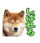 北海道弁☆柴犬（個別スタンプ：38）