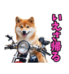 北海道弁☆柴犬（個別スタンプ：39）