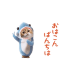 踊る！ダンス サメ猫（死語）（個別スタンプ：1）