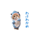 踊る！ダンス サメ猫（死語）（個別スタンプ：5）