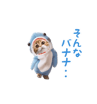 踊る！ダンス サメ猫（死語）（個別スタンプ：10）