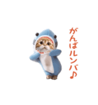 踊る！ダンス サメ猫（死語）（個別スタンプ：11）