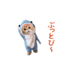 踊る！ダンス サメ猫（死語）（個別スタンプ：17）