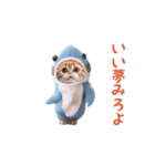 踊る！ダンス サメ猫（死語）（個別スタンプ：23）