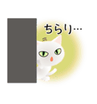 色々な猫3-1 短毛-立ち耳-白（個別スタンプ：6）