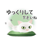 色々な猫3-3 長毛-立ち耳-白（個別スタンプ：12）