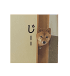 こむぎむこ（個別スタンプ：1）