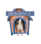 こむぎむこ（個別スタンプ：3）