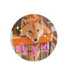 こむぎむこ（個別スタンプ：4）