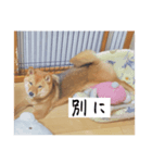 こむぎむこ（個別スタンプ：5）