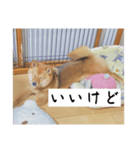 こむぎむこ（個別スタンプ：6）