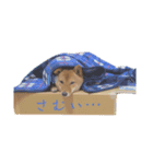 こむぎむこ（個別スタンプ：8）