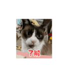 動くたぬき猫 毎日使えるスタンプ2！（個別スタンプ：1）
