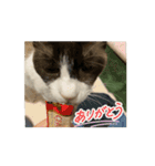 動くたぬき猫 毎日使えるスタンプ2！（個別スタンプ：2）