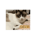 動くたぬき猫 毎日使えるスタンプ2！（個別スタンプ：4）